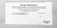 Uromyces pisi-sativi image